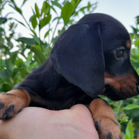 Bassotto Tedesco Femmina con Pedigree