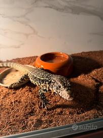 Tegu