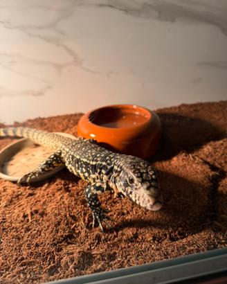 Tegu