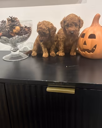 Nanetti red ( barboncino)