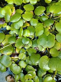 Limnobium laevigatum pianta galleggiante antialghe