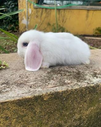 Coniglio ariete nano C.e.r.c.a.s.i