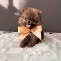 Volpino Pomerania 400 grammi TOY minuscolo