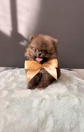 Volpino Pomerania 400 grammi TOY minuscolo