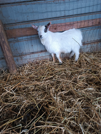 Becco tibetano nano originale