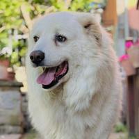 Pastore maremmano 10 anni buonissimo