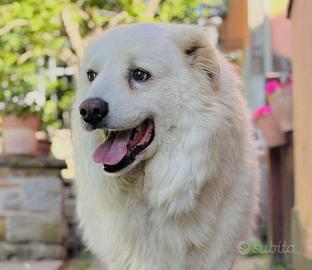 Pastore maremmano 10 anni buonissimo