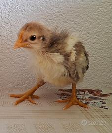 Pulcini razza fiftyfive