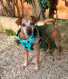 Dolcissimo Manuel, taglia piccola in canile