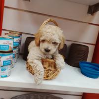 Barboncino toy maschio