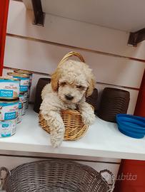 Barboncino toy maschio