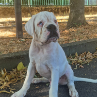 Cucciolo bianco di boxer