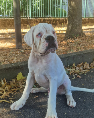 Cucciolo bianco di boxer