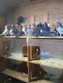 Colombi a blocco vaccinati