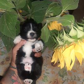 Cagnolini