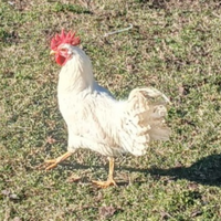 Gallo livornese