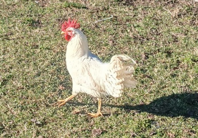 Gallo livornese