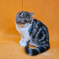 Cucciolo persiano exotic