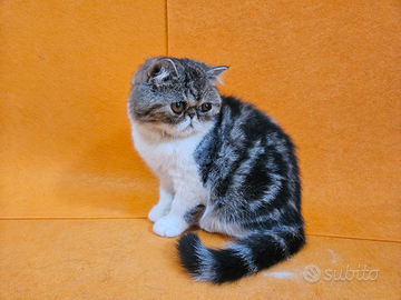 Cucciolo persiano exotic