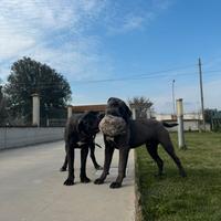 Prenotazione cuccioli di Corso