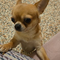 Chihuahua