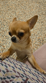 Chihuahua