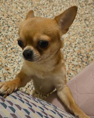 Chihuahua