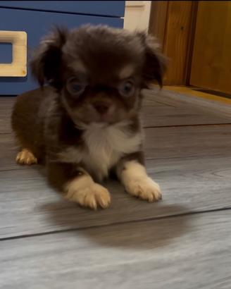 Chihuahua cioccolato tricolore pelo lungo