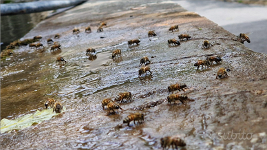 Nuclei d'ape specie ligustica