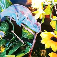 Camaleonte calyptratus