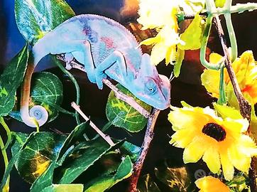 Camaleonte calyptratus