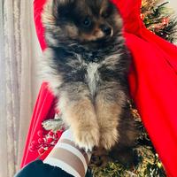 Volpino di Pomerania