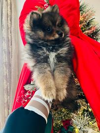 Volpino di Pomerania