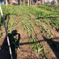 Aglione di Tivoli PRENOTAZIONI