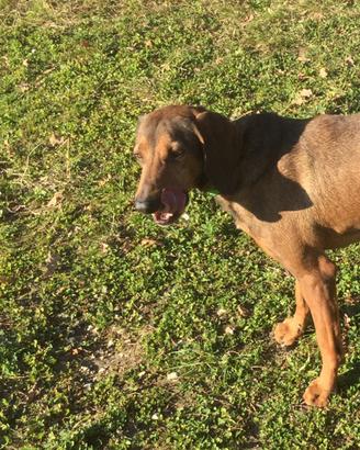 Cane meticcio
