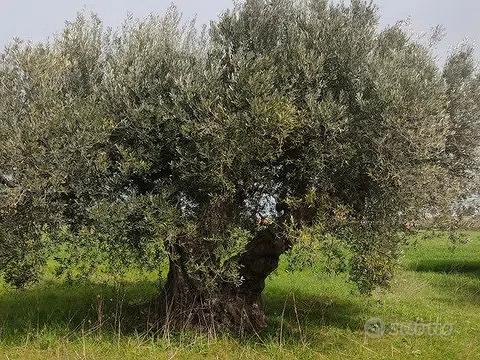 Terreno in Via Etiopia - Vista 3