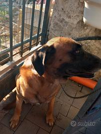 Cane da guardia