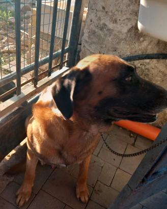 Cane da guardia