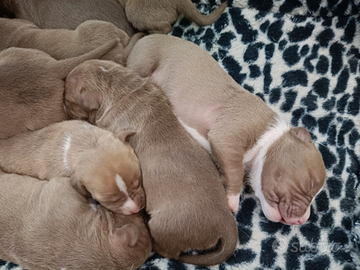 Cuccioli American Pitbull terrier