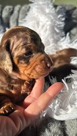 Bassotto tedesco nano Arlecchino