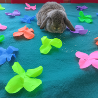 Conigli ariete nano minilop