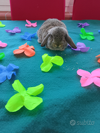 Conigli ariete nano minilop