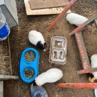 Porcelini dí indiani