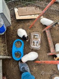 Porcelini dí indiani