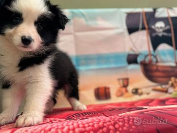 Border collie