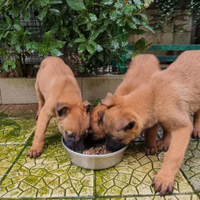 Cuccioli Pastore Belga Malinois
