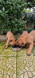 Cuccioli Pastore Belga Malinois