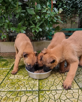Cuccioli Pastore Belga Malinois