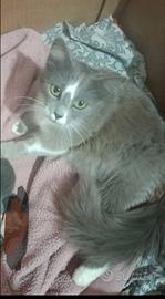 Splendida gatta
