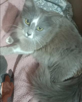 Splendida gatta
